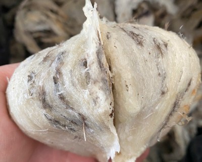 Cách Sơ Chế Tổ Yến Thô Bằng Phương Pháp Ủ Lạnh - Giữ Nguyên Dưỡng Chất