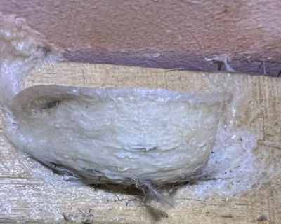So Sánh Tổ Yến Đảo và Tổ Yến Nuôi Nhà Yến-Khác Biệt Về Dinh Dưỡng và Giá Cả